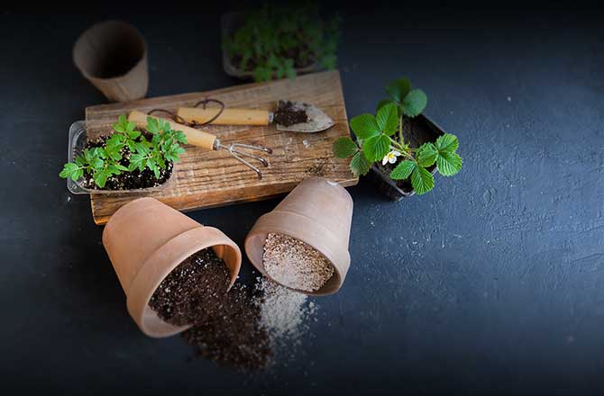 پرلیت در صنعت کشاورزی