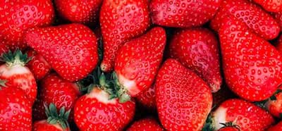 توت فرنگی