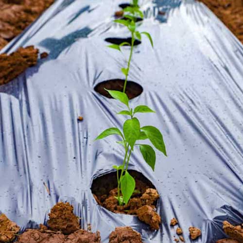 مالچ پلاستیکی مشکی رنگ