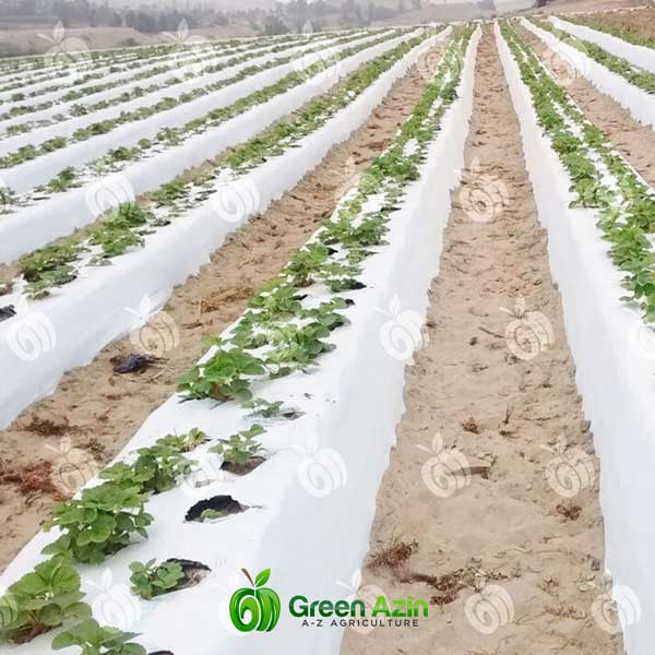مالچ پلاستیکی دو رنگ یووی عرض 90 سانت