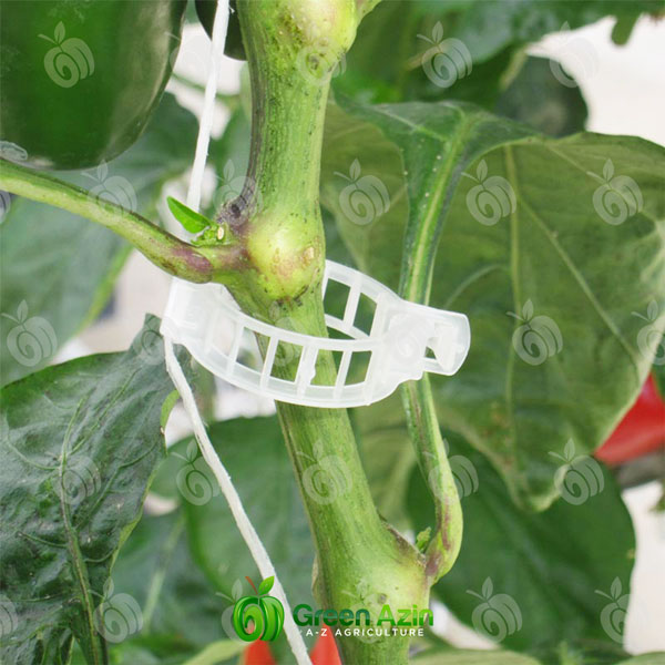 گیره نگهدارنده بوته ایرانی